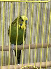 Зеленый волнистый попугай вместе с клеткой