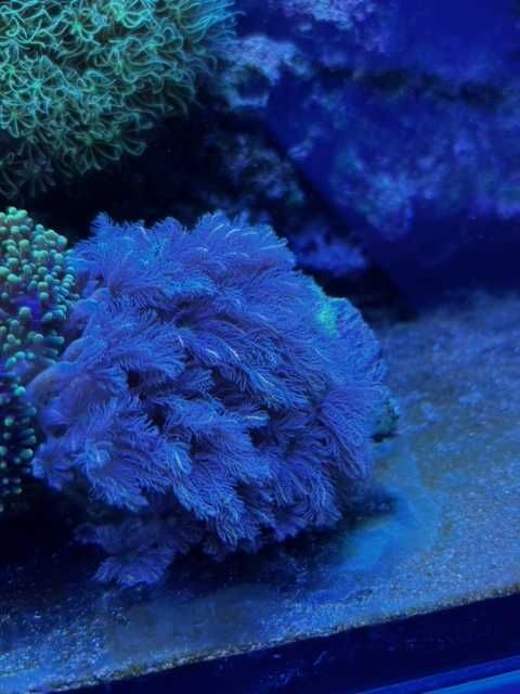 Vand/schimb corali acvariu marin
