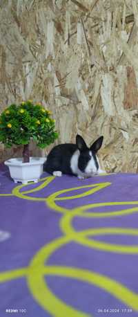 декоративные карликовые кролики породы: хатот, гермелин и нидерландски