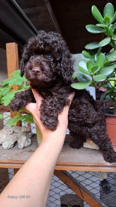 Той Пудел тъмен шоколад