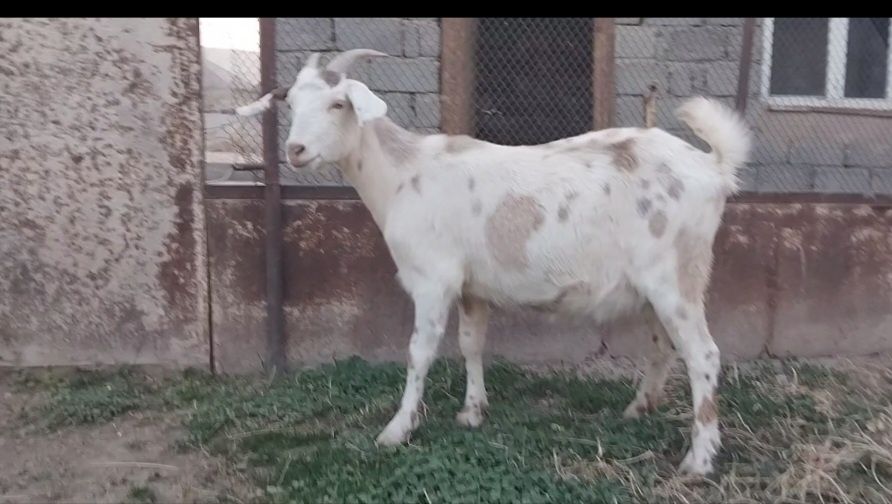 Буаз ешкі сатылады