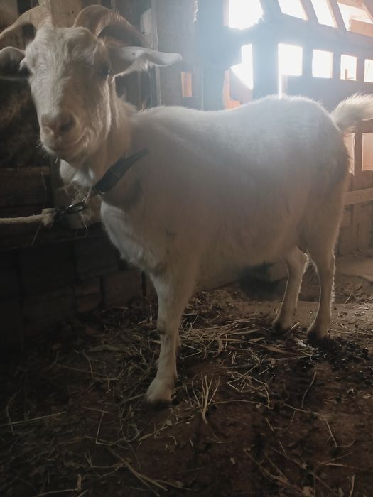 сүтті   заанен     ешкі