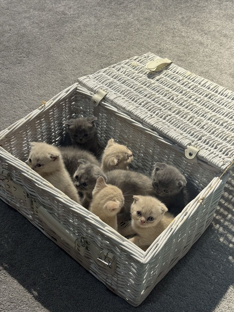 Кошка, скоттиш фолд