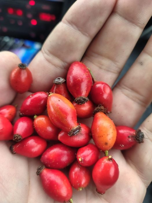 Măceșe proaspăt culese calitate superioară!
Vând măceșe strânse manu