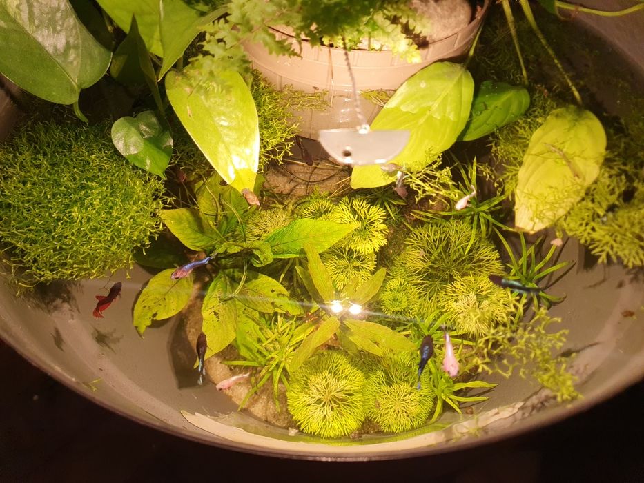 Acvariu ghiveci cu betta