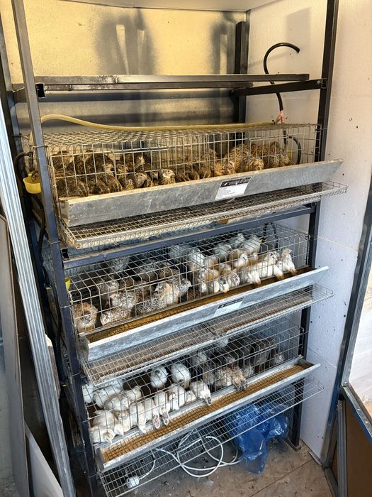 Disponibil prepelite tinere