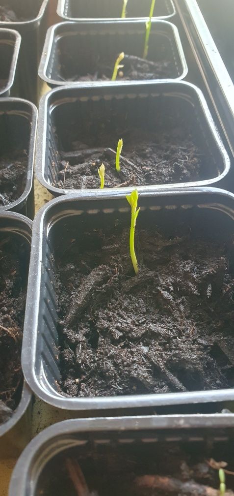 Glicina răsad/plantă, 1 an