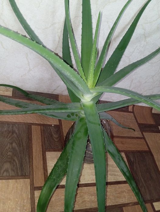 Продам лечебное Алоэ