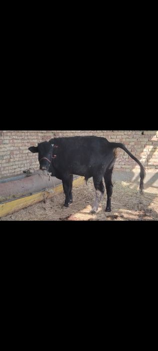 Boqiladigan Buqqala sotiladi