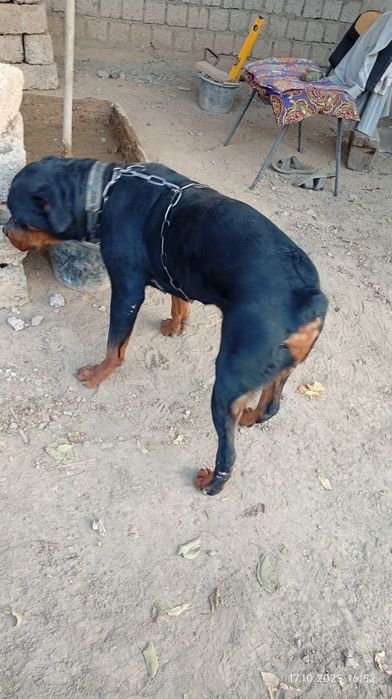 Ротвелер сотилади қиз бола 4 ёшлик