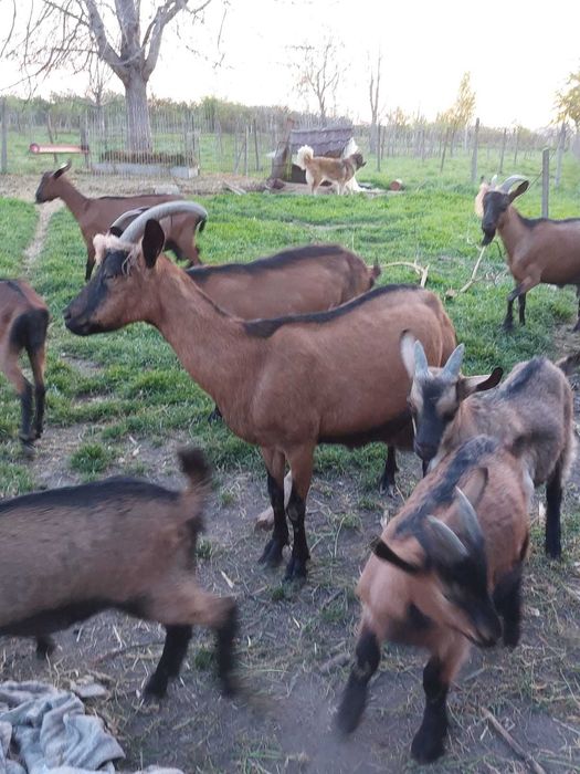 Capre alpine francez