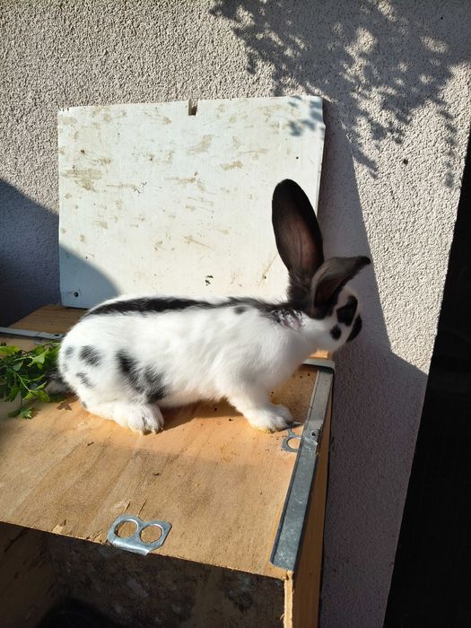 Fluture german de vânzare