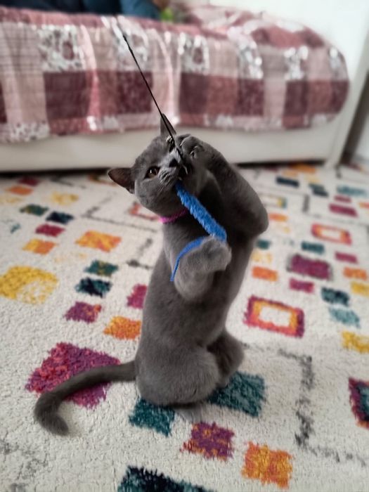 Donez pisică British Shorthair