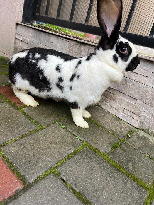 De vânzare femelă fluture german