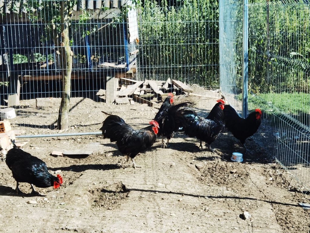 Vând două familii de găini ouătoare australop