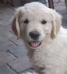 Vand catelusa Golden Retriever, parinti cu Pedigree