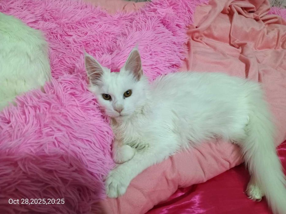 Продавам сладко котенце Мейн Куун