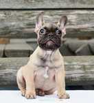 Bulldog francez bej cu pedigree - fetita