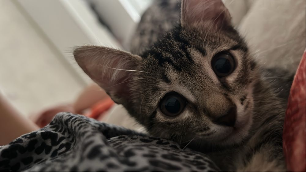 Котик мальчик игривый получил ожог просим взять и вылечить прощу!
