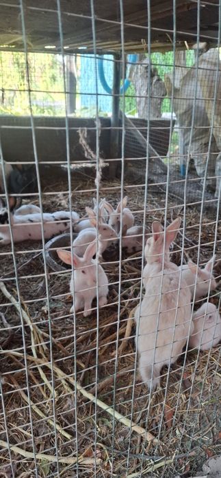 Продам кроликов много разных