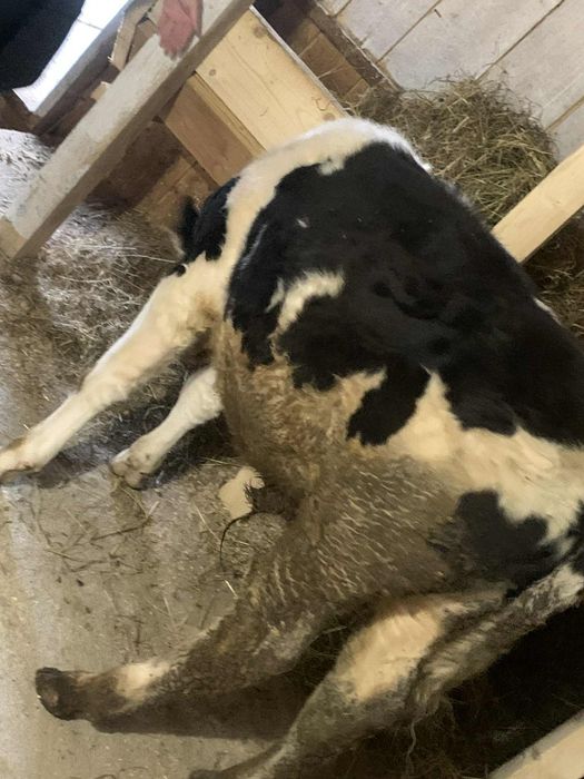 Vând tauras bălțat  de 5 luni jumate jumate