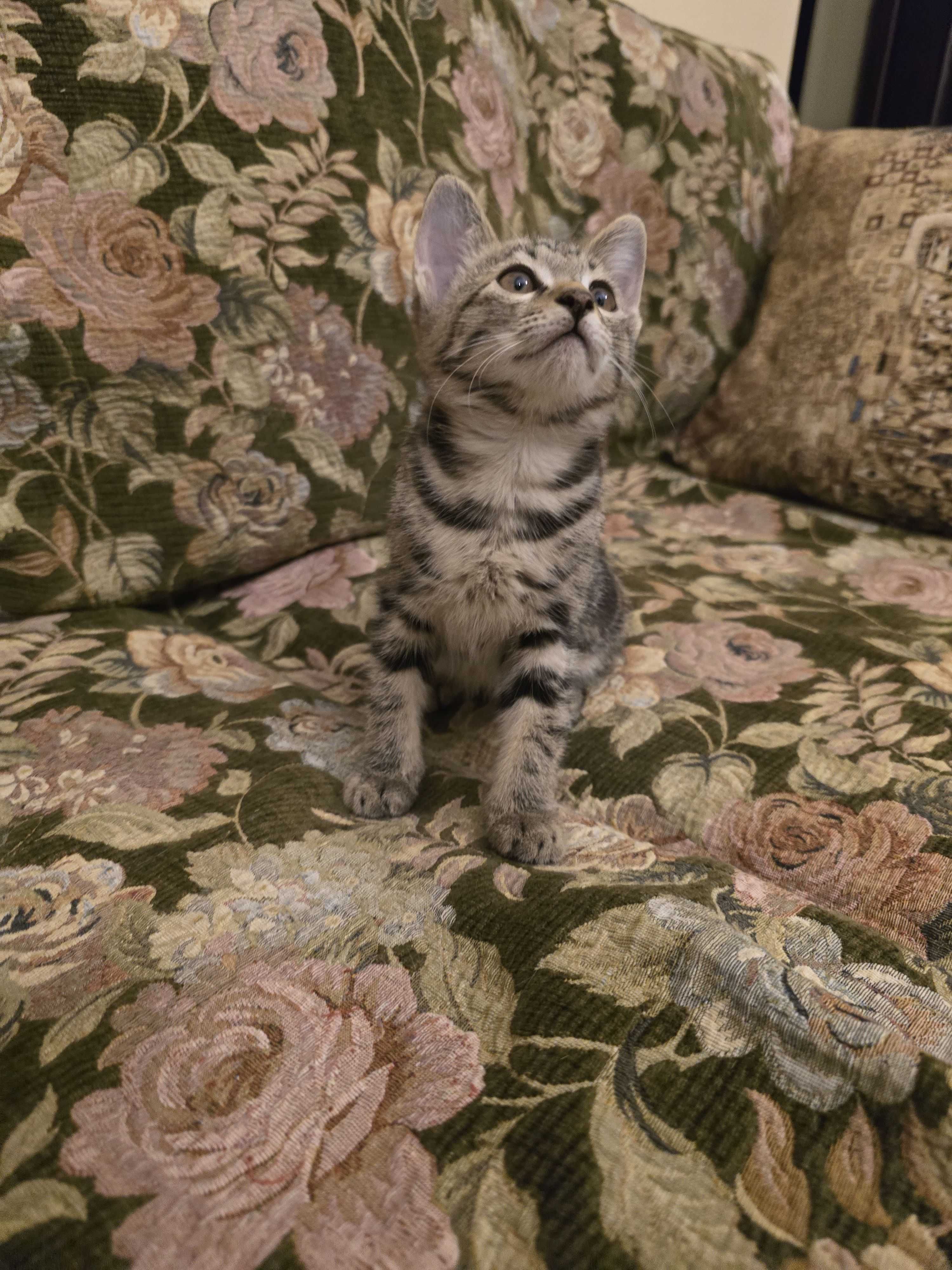 Котёнок в поиске семьи (девочка, полосатая)