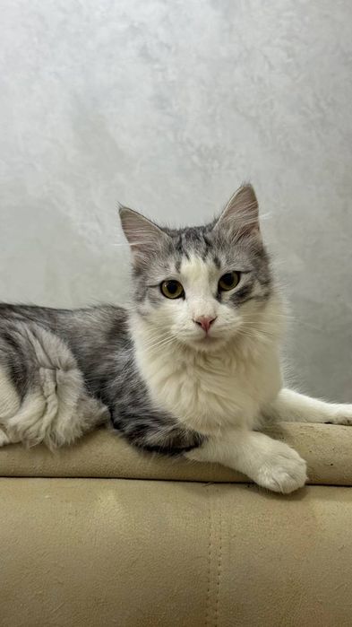 Котенок мальчик кастрированный