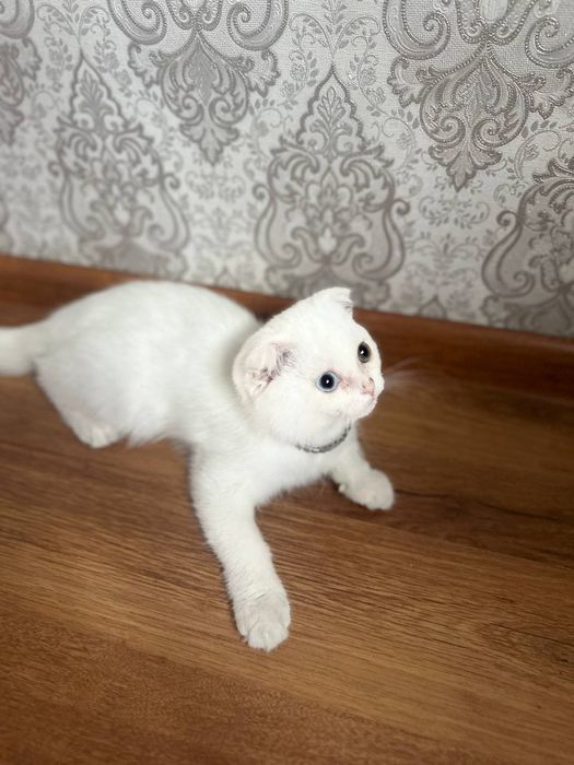 Scottish fold kamyob