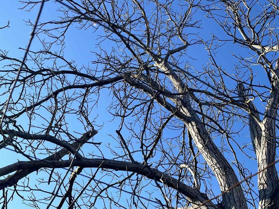 Продавам дърво ствол орех.