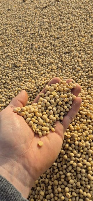 Soia an producție 2025