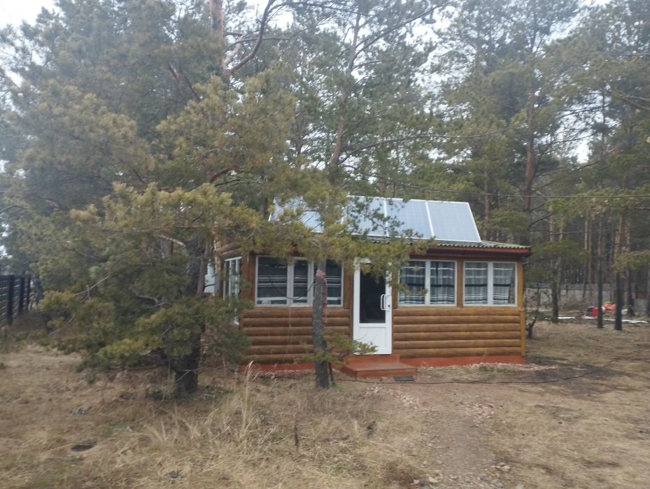 Отдых в сосновом лесу