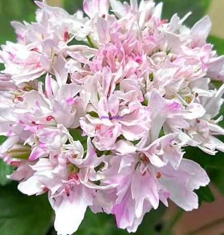 Продам пеларгонию Joan Hodgson