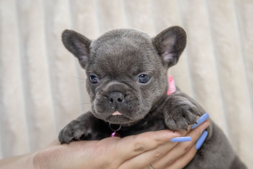 bulldog francez blue fetiță