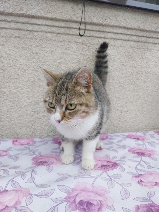 Donez pisicute dragalașe