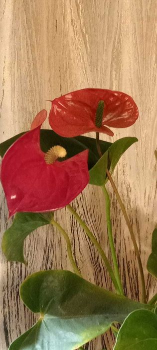 Комнатные цветы антуриум