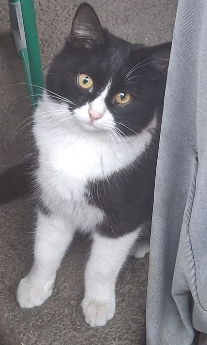 Котята крысыловок бесплатно