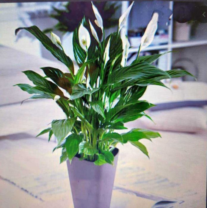 Продам комнатный цветок спатифиллум. 1 год