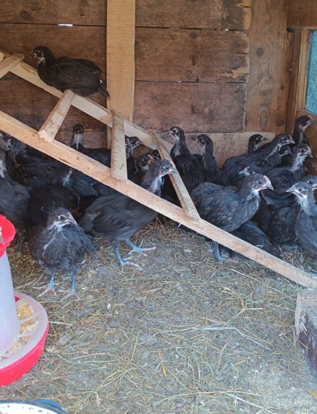 Vând oua australorp. Pui australorp. Păsări australorp