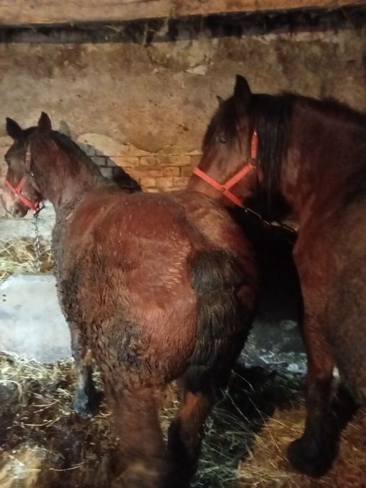 Mînz de vînzare de 10 luni