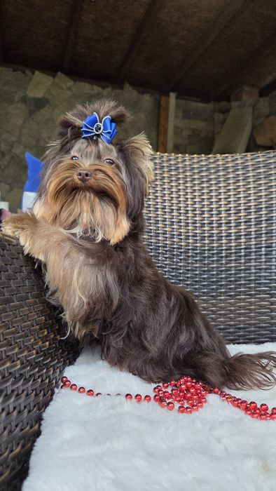 Шоколадов йоркширски териер