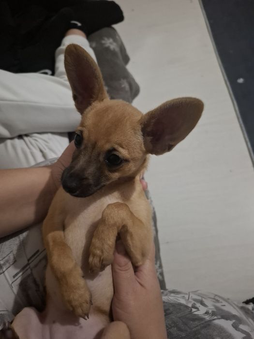 Кучета пинчери родени на 29 август две  момичета