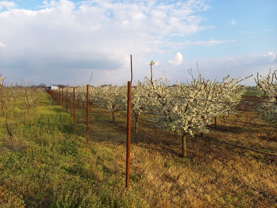Stropit pomi fructiferi,vita de vie, solarii,sere,terenuri