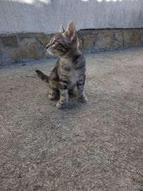 Подарявам най-красивите котенца на Балканския полуостров