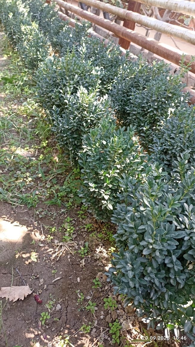 Шамшод кучати сотилади