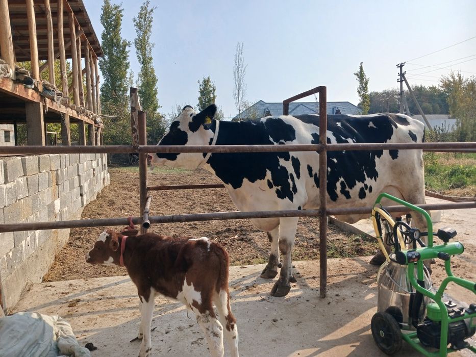 Sigir golishten sotiladi