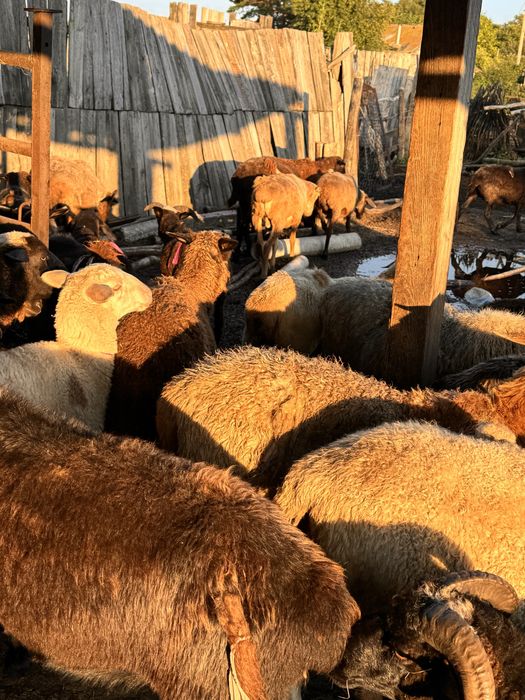 Продам, Бараны, овцы
