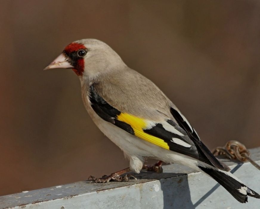 Кокил, сава,зелёнушка сотилади