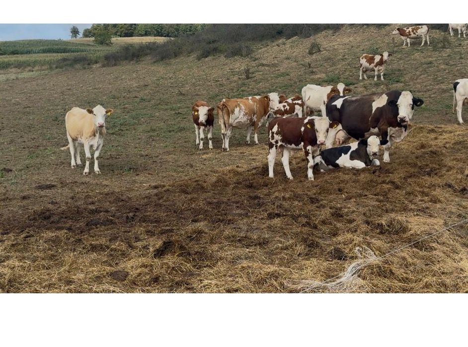 Vaci, juninci, viței