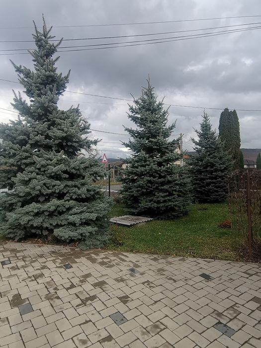 Brad natural argintiu