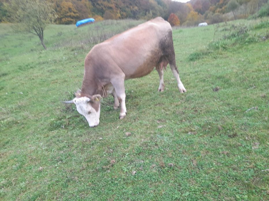 Vaca în vârsta de 2 an jumate